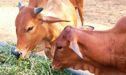 गोरस मोबाइल ऐप से पशुपालकों को मिलेगी जानकारी, बढ़ेगा दूध उत्पादन, पशुपालकों की आय में होगा इजाफा
