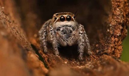 जैसलमेर में नई मकड़ी प्रजाति ‘मोग्रस शुष्का’ की खोज, वैज्ञानिकों को बड़ी सफलता