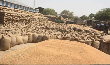 सभी संभागों में गेहूँ का उपार्जन शुरू : खाद्य मंत्री राजपूत