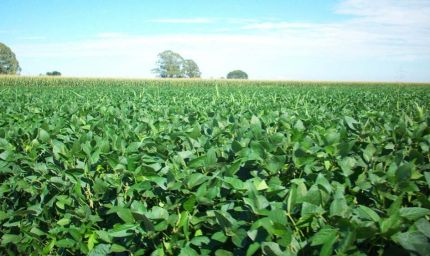 रायपुर : यूरिया का प्रभावी विकल्प बन रही हरी खाद, जशपुर में 600 हेक्टेयर में प्रदर्शन