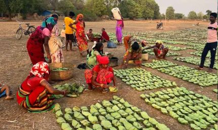 तेंदूपत्ता तुड़ाई से 31 हजार परिवारों को मिलेगा रोजगार, सरकार ने पूरी की सभी तैयारियां