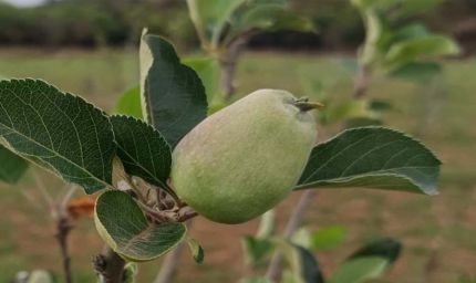 मध्य प्रदेश के सबसे ऊंचे स्थान पर सेब के बागान, पचमढ़ी में गर्म जलवायु में तोड़ा ठंडे इलाके का मिथक