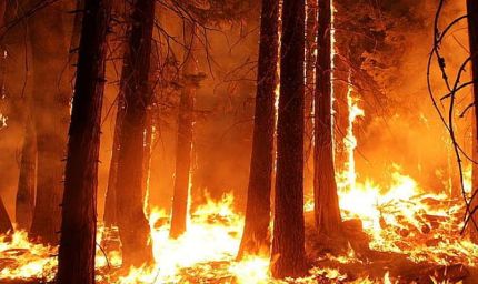 मध्य प्रदेश के जंगलों में धधकती आग, हर दिन 60 जगह जल रही है, अमरकंटक के बाद इन शहरों पर बढ़ा खतरा