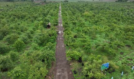 गांधीसागर बांध: 1.5 करोड़ पेड़ों में 65 लाख लोगों को ऑक्सीजन देने की क्षमता