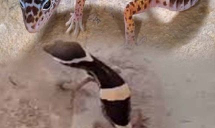 अबूझमाड़ के जंगलों में दिखा दुर्लभ लेपर्ड गेको, जवानों की नाइट पेट्रोलिंग में कैद हुआ अनोखा वीडियो