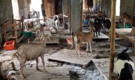 Bihar में हैरान करने वाला घोटाला: बकरी को बकरा बनाकर बेच रहे कसाई, फेविक्विक से किया लिंग बदलने का खेल