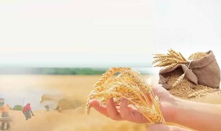 Group-D कर्मचारियों के लिए बड़ी खुशखबरी: सरकार देगी गेहूं खरीद पर ब्याज-मुक्त ऋण