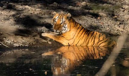खिवनी अभयारण्य बनेगा वन्यजीव संरक्षण और इको-टूरिज्म का आदर्श मॉडल : मुख्यमंत्री डॉ. यादव