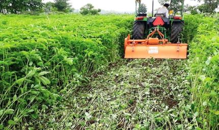 हरी खाद से लहलहाएंगे खेत: धान उत्पादन बढ़ाने कृषि विभाग का विशेष अभियान तेज