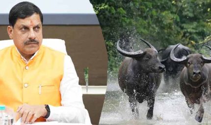 कान्हा में लौटेगी जंगली भैंसे : काजीरंगा से शुरू हो रहा ऐतिहासिक ट्रांसलोकेशन