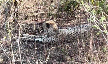 कूनो से निकला चीता KP-3 राजस्थान पहुंचा, झालावाड़ के गांवों में दहशत