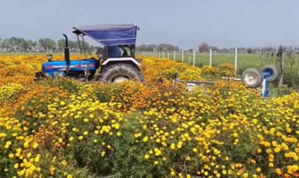 फरीदाबाद में खिले फूल, लेकिन किसान परेशान,गेंदे के दाम ने तोड़ी कमर