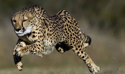 कूनो बना चीतों का ग्लोबल ब्रीडिंग सेंटर, 3 माह में 4 मादा चीता बनीं मां, प्रबंधन ने बदली रणनीति