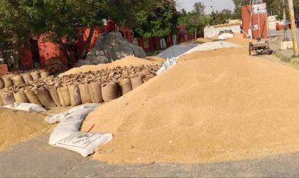 पंजाब में गेहूं खरीद 100 लाख मीट्रिक टन पार, किसानों को ₹21 हजार करोड़ से ज्यादा का भुगतान