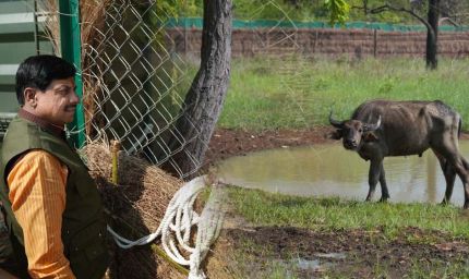 और खूबसूरत हुई एमपी की वाइल्ड लाइफ, सीएम डॉ. मोहन ने रिलीज किए 4 जंगली भैसें, ईको-सिस्टम पर होगा इतना असर