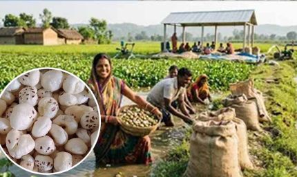 अररिया में मखाना उत्पादन को बढ़ावा, किसानों को 75% तक सब्सिडी देगी सरकार
