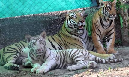 जयपुर के नाहरगढ़ पार्क में शावकों का पहला बर्थडे सेलिब्रेशन