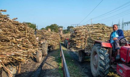 योगी सरकार गन्ना अनुसंधान को देगी रफ्तार, टिशू कल्चर से बेहतर गुणवत्ता के बीज उत्पादन पर फोकस