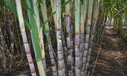 ड्रिप इरीगेशन से गन्ना उत्पादन में 25 प्रतिशत तक बढ़ोतरी, किसानों की बढ़ी आय