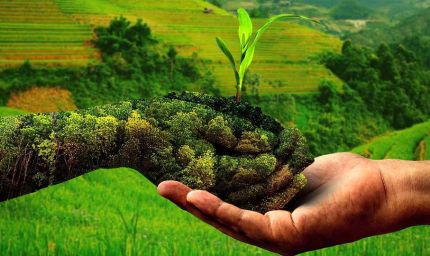 प्राकृतिक खेती से बेहतर आय अर्जित कर रहे 2.60 लाख किसान