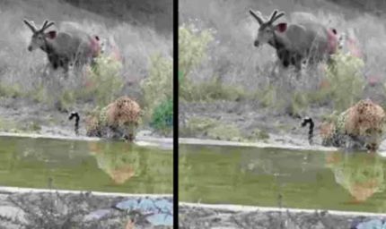 भीषण गर्मी में बदला वन्यजीव गणना का समय, अब चित्तौड़गढ़ में शाम से होगी शुरुआत