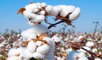 हरियाणा में कपास पर कीटों का हमला, सहमे किसानों ने बाजरा-ग्वार की खेती की ओर किया रुख