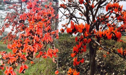 सफलता की कहानी: पलाश फूल से बढ़ती आजीविका और समृद्धि