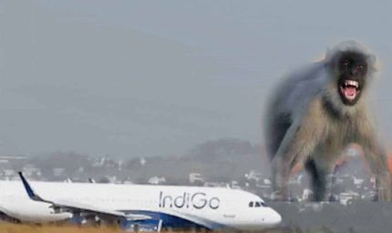 Lucknow एयरपोर्ट पर रनवे पर आया बंदर, रायपुर फ्लाइट की लैंडिंग के वक्त लगा इमरजेंसी ब्रेक