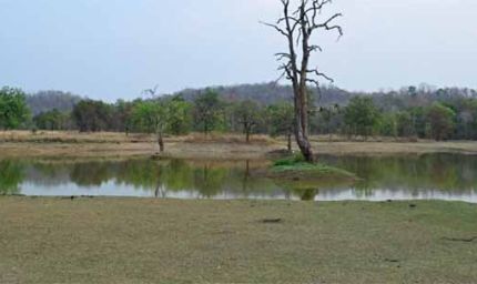 भीषण गर्मी में वन्यजीवों के लिए 'संजीवनी' बना बारनवापारा