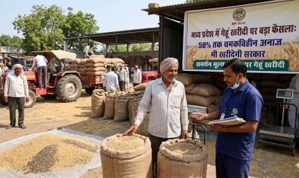 मध्य प्रदेश में गेहूं खरीदी पर बड़ा फैसला: 50% तक चमकविहीन अनाज भी खरीदेगी सरकार