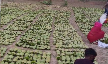 बारिश-ओलों की मार से तेंदूपत्ता खराब, मौसम की मार से संग्रहण भी प्रभावित