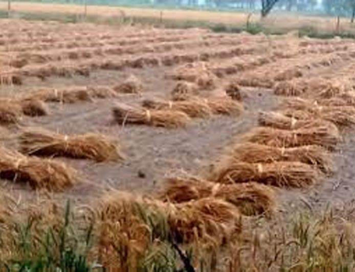 राजस्थान में मौसम का महा-अलर्ट, ओलावृष्टि से सरसों और जीरे की फसलें तबाह, 2 अप्रैल से फिर सक्रिय होगा नया सिस्टम