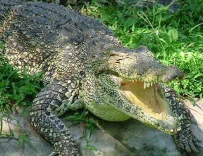 पीलीभीत,मौत के जबड़े से बेटे को खींच लाया पिता, निहत्थे होकर मगरमच्छ से भिड़ गए प्रेम शंकर