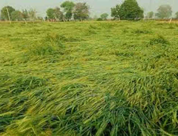 राजस्थान में तूफानी बारिश और आंधी का कहर, जयपुर में दो की मौत और फसलों को भारी नुकसान