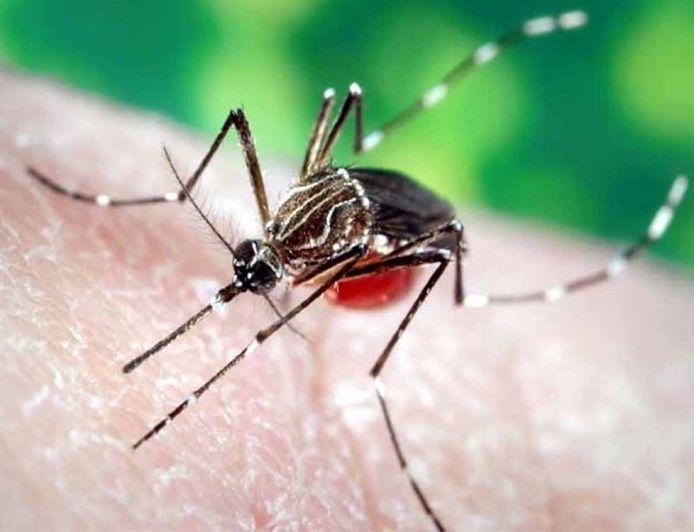 लुधियाना में डेंगू का खतरा बढ़ा, मरीजों की संख्या 100 के पार