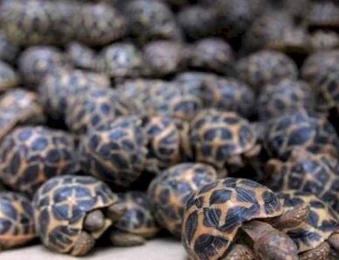 रेल मार्ग से दुर्लभ प्रजाति के वन्यजीवों की तस्करी का बड़ा नेटवर्क एक्सपोज