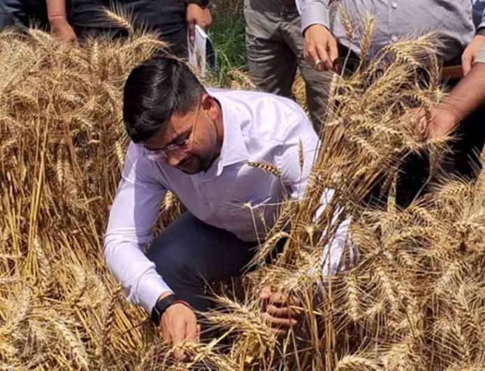 खेत में उतरे DM साहब: Anshul Kumar ने खुद काटा गेहूं, जिले में चर्चा तेज