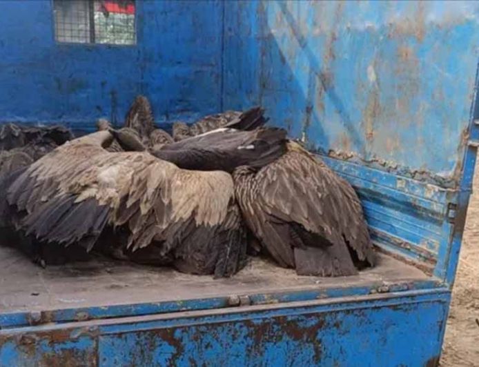 यूपी में रहस्यमयी घटना: आसमान से गिरे 28 गिद्ध, तड़प-तड़प कर मौत से दहशत