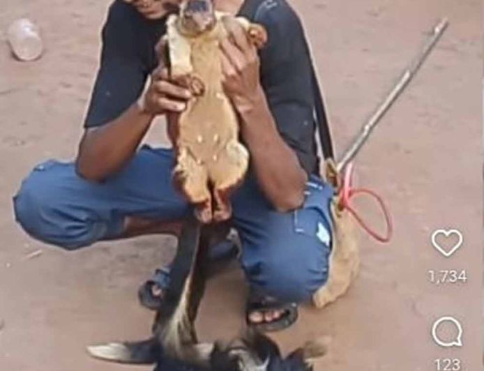 दुर्लभ गिलहरियों का शिकार पड़ा भारी: सोशल मीडिया बना शिकारी की गिरफ्तारी का कारण