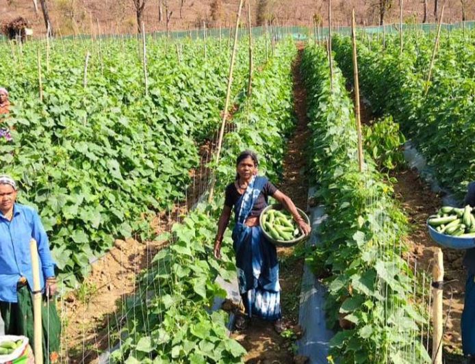 खीरा की खेती ने बदली सुभद्रा की जिंदगी, बिहान योजना से बनी लखपति दीदी