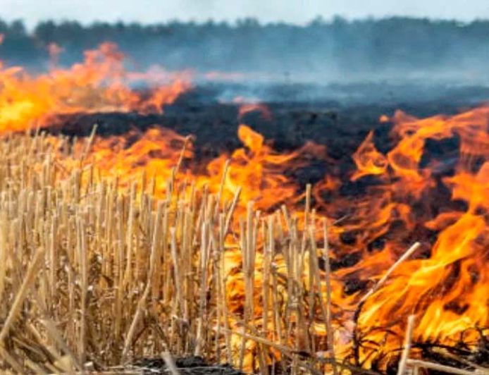 पराली प्रबंधन में पंजाब का बजा डंका, जलाने की घटनाओं में 94% कमी, मिला 'स्कॉच सिल्वर अवॉर्ड