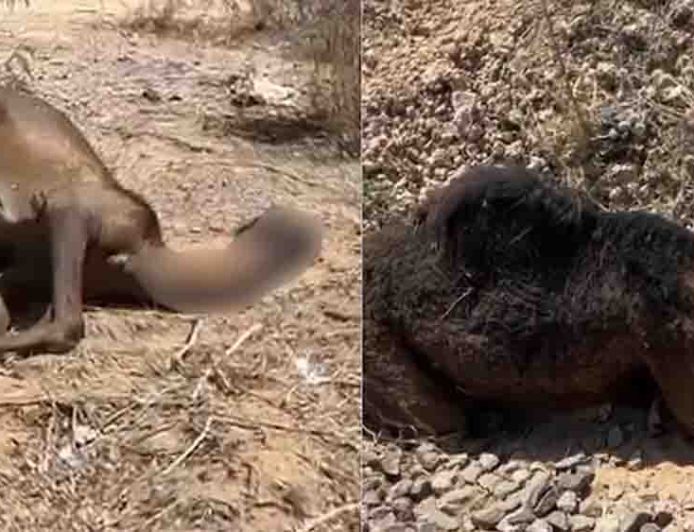 जैसलमेर में दर्दनाक हादसा: ट्रेन से मरी ऊंटनी के पास 3 दिन तक रोता रहा बच्चा