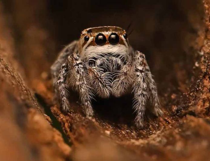 जैसलमेर में नई मकड़ी प्रजाति ‘मोग्रस शुष्का’ की खोज, वैज्ञानिकों को बड़ी सफलता