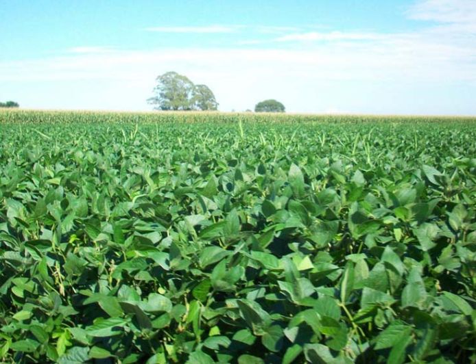 रायपुर : यूरिया का प्रभावी विकल्प बन रही हरी खाद, जशपुर में 600 हेक्टेयर में प्रदर्शन