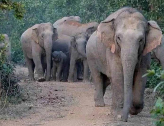 दलमा सेंचुरी में 3 साल बाद लौटा हाथियों का कुनबा: पुराने कॉरिडोर से पहुंचे 38 हाथी