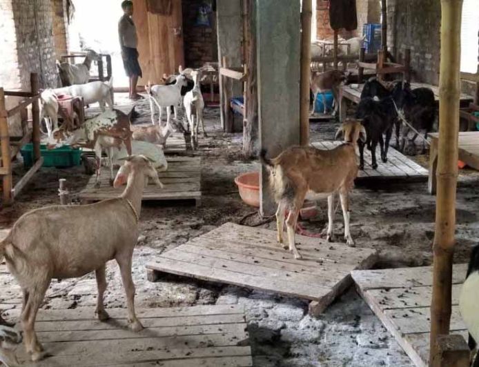 Bihar में हैरान करने वाला घोटाला: बकरी को बकरा बनाकर बेच रहे कसाई, फेविक्विक से किया लिंग बदलने का खेल