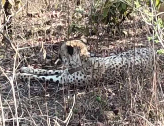 कूनो से निकला चीता KP-3 राजस्थान पहुंचा, झालावाड़ के गांवों में दहशत