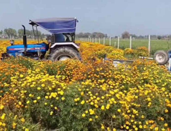 फरीदाबाद में खिले फूल, लेकिन किसान परेशान,गेंदे के दाम ने तोड़ी कमर