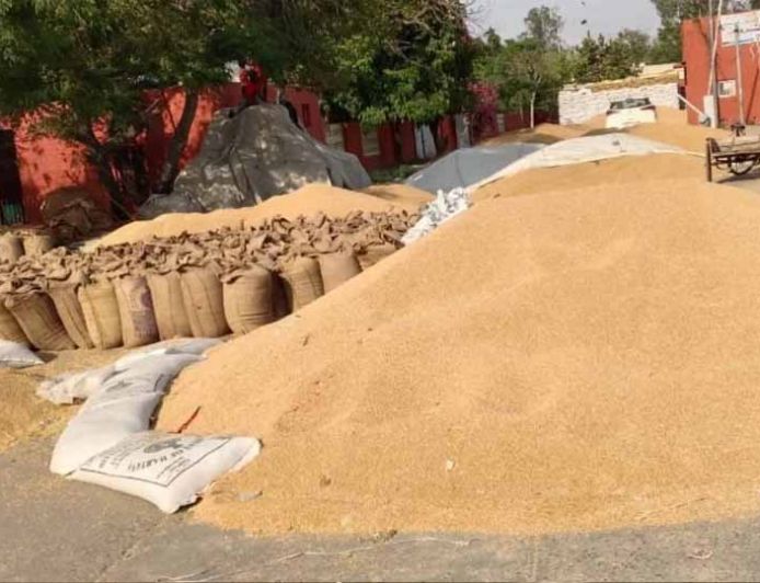 पंजाब में गेहूं खरीद 100 लाख मीट्रिक टन पार, किसानों को ₹21 हजार करोड़ से ज्यादा का भुगतान