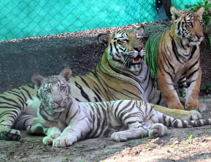 जयपुर के नाहरगढ़ पार्क में शावकों का पहला बर्थडे सेलिब्रेशन